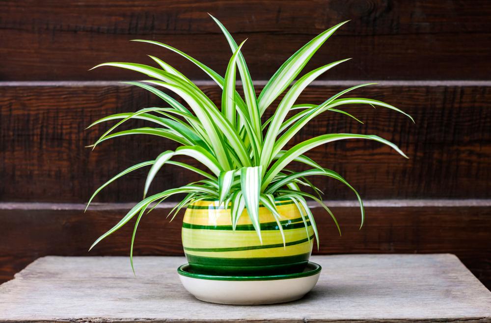 plantas que purifican el aire de tu hogar