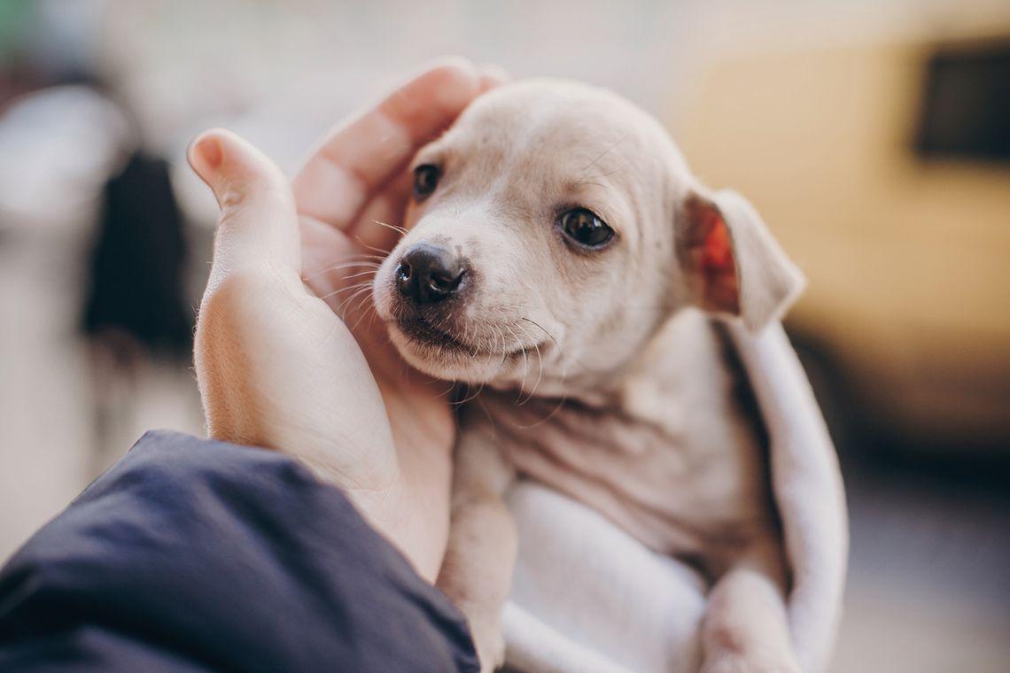 adopción perrito