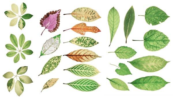 Cómo dibujar hojas: guía práctica para ilustrar el mundo vegetal