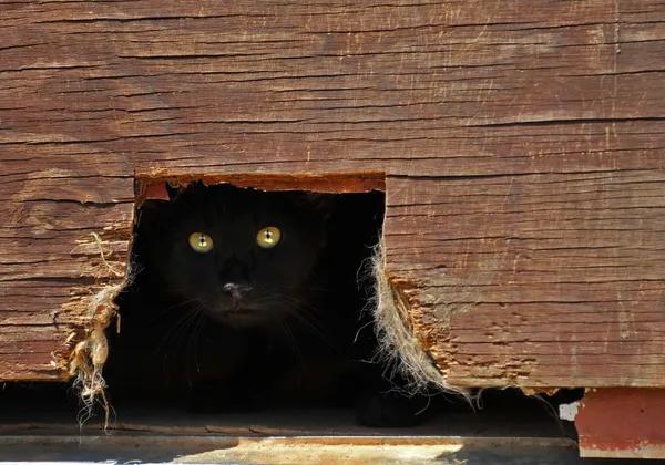 ¿Por qué los gatos se meten a espacios oscuros?
