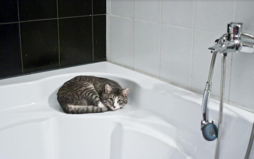 baño felino