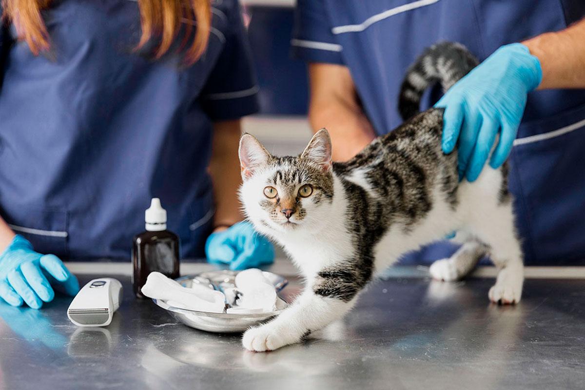 ¿Qué cuidados debe tener un gato recién esterilizado?