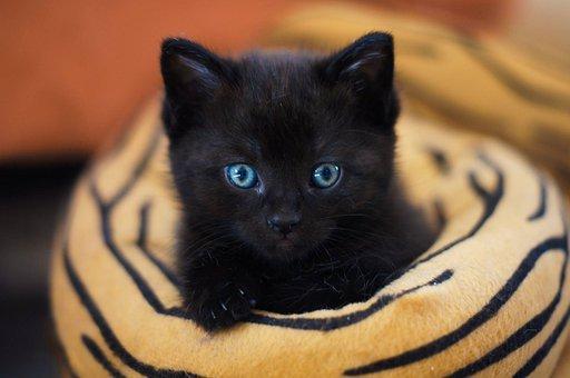 Gatito negro