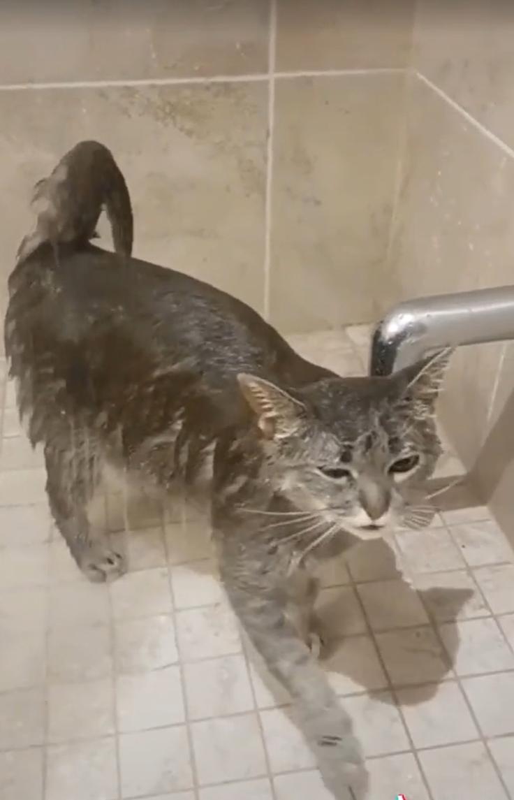 gato ama bañarse