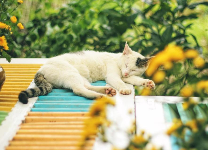 gato relajado
