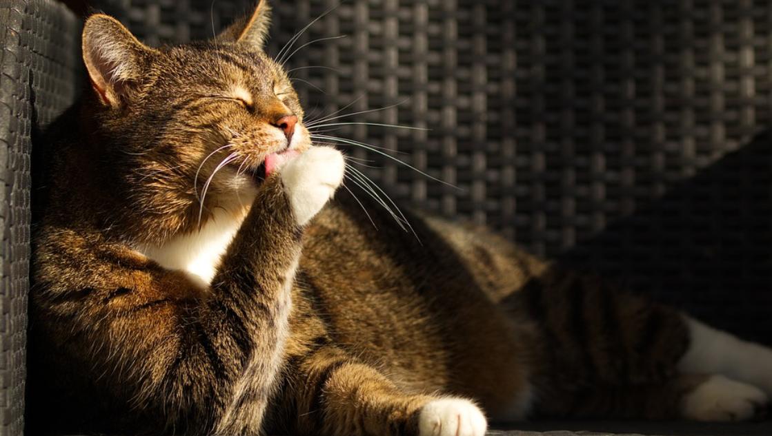Pelos y Plumas | ¿Los gatos sudan como los humanos? Conoce cómo detectarlo