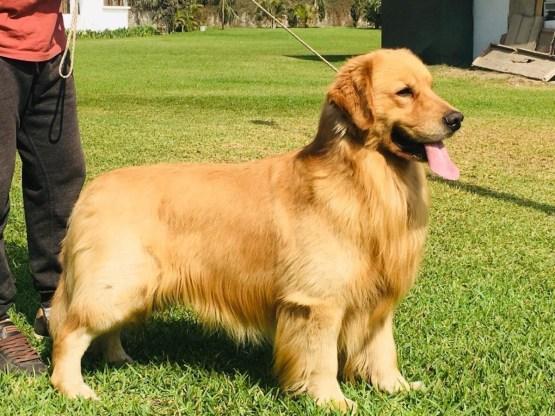 Golden Retriever