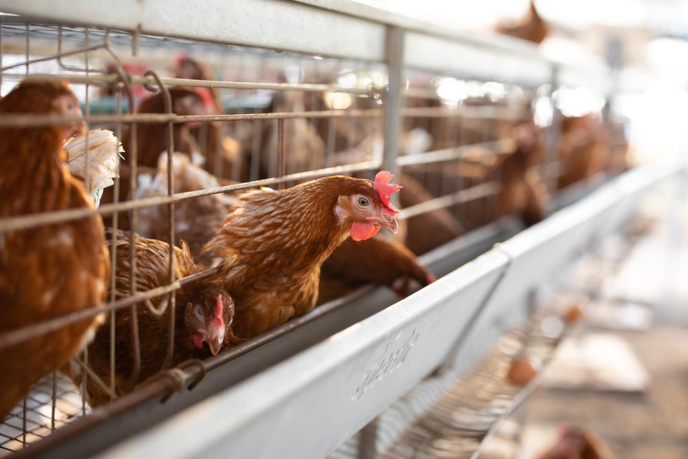 ¿Qué es la gripe aviar y cómo prevenirla?