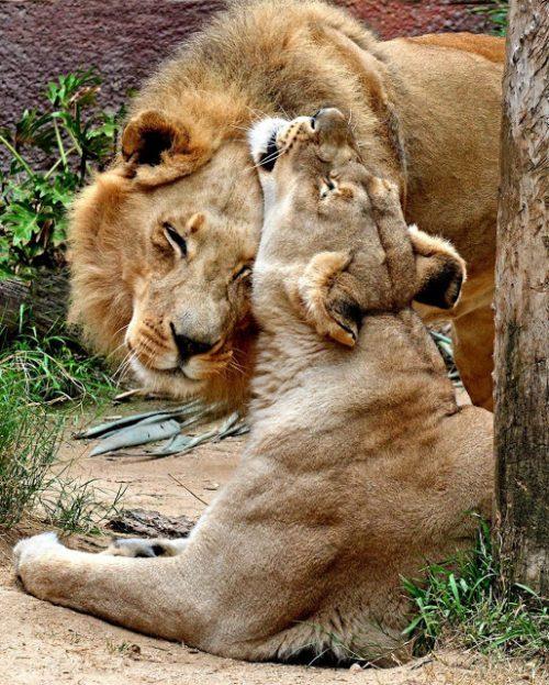 Pelos y Plumas | Leones ancianos son puestos a dormir al mismo tiempo tras  convertirse en almas gemelas