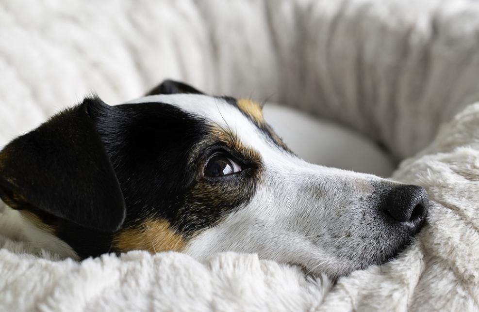 Pelos y Plumas | Remedios caseros para aliviar el moquillo en perros