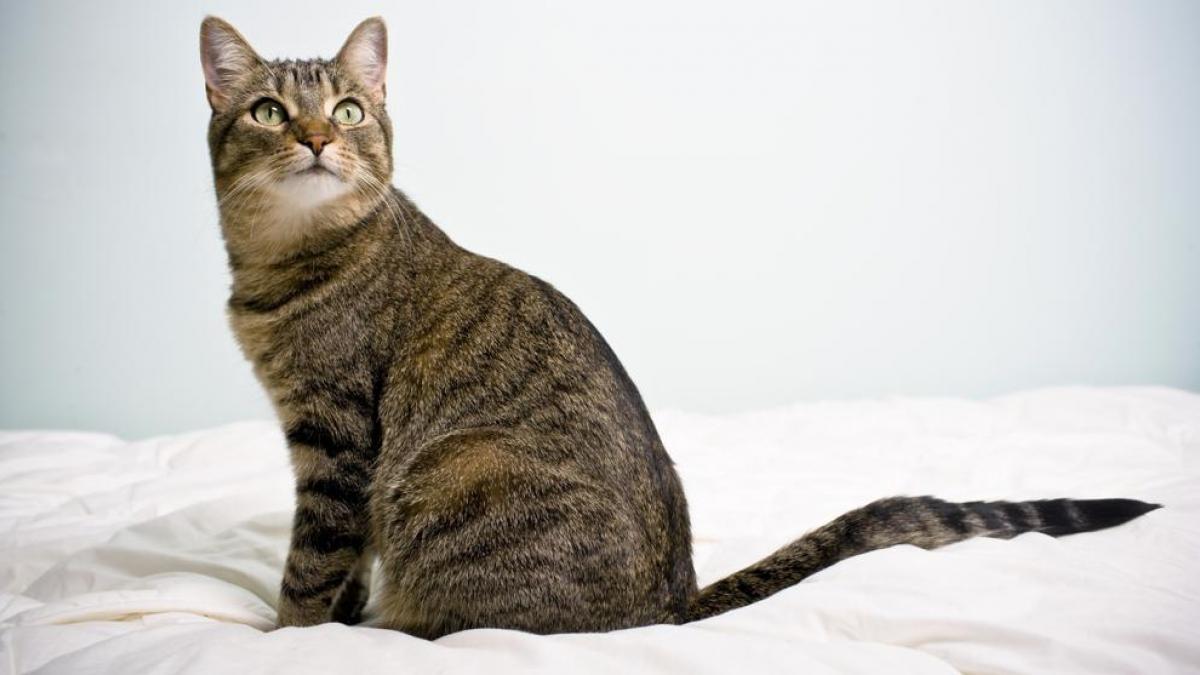 origen de los gatos