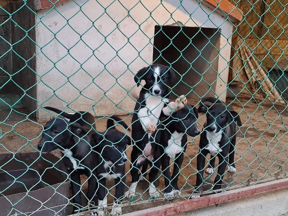 cachorros en México