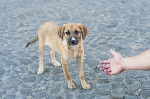 ¿Cómo rescatar y rehabilitar a un perro callejero?