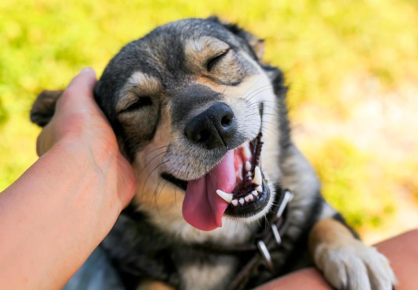 perro feliz