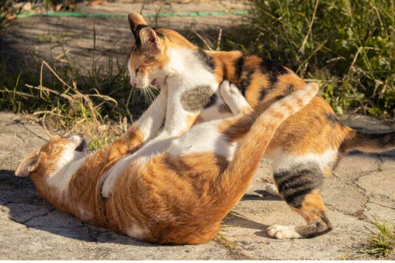 Por qué las gatas atacan después del apareamiento