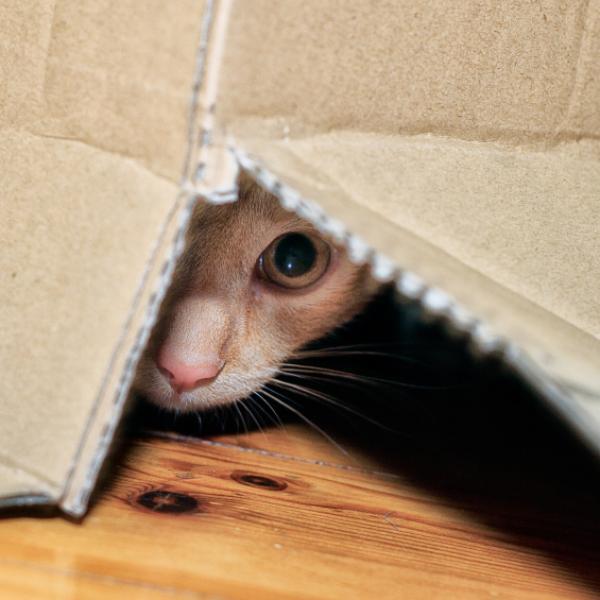 ¿Por qué los gatos se meten a espacios oscuros?