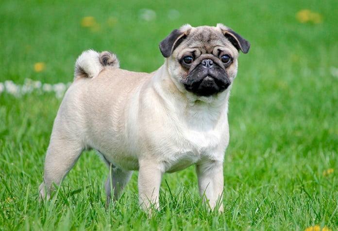 Pug