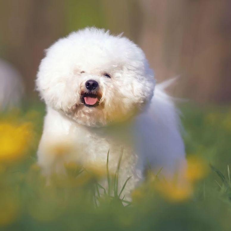 Pelos y Plumas | Razas de perro blanco más hermosas del mundo