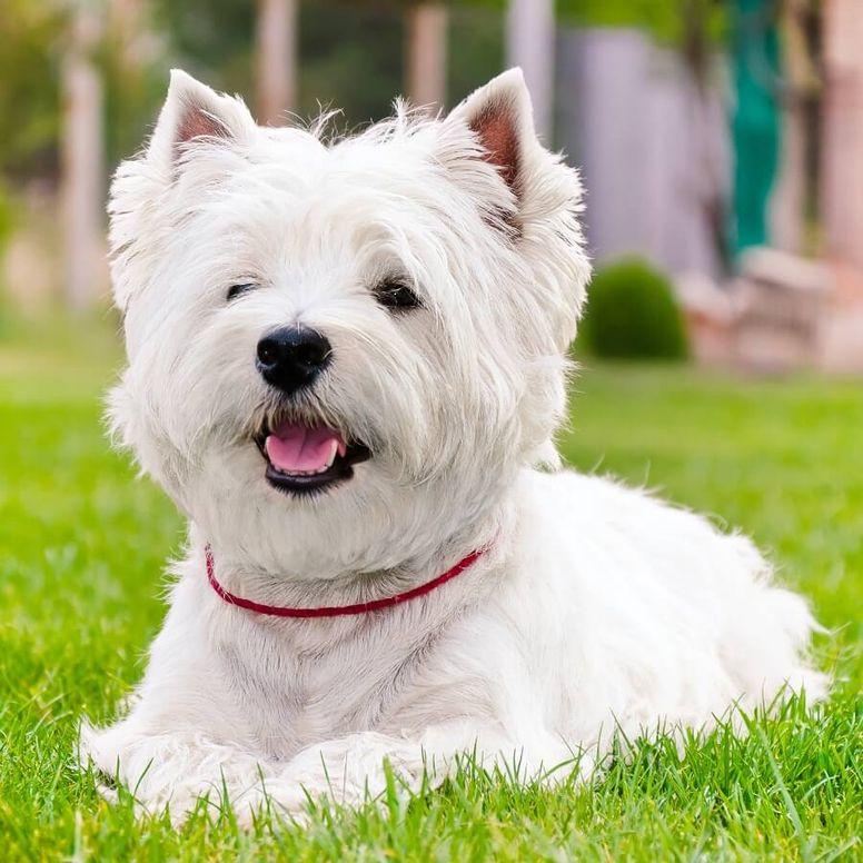 Pelos y Plumas | Razas de perro blanco más hermosas del mundo