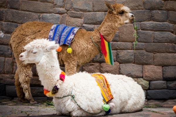 Incas – Alpaca