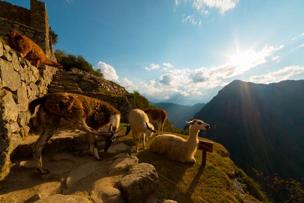 9 Experiencias de un día que no conocías de Inca Rail