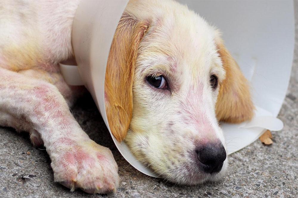 Pelos y Plumas | ¿Cómo eliminar la sarna en perros con remedios caseros  fácil y rápido?