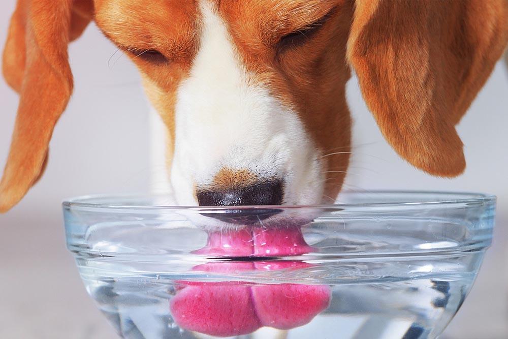 Собака пьет и рвет. Питье животных. Собака пьет. Собака пьет воду. Собака лакает.
