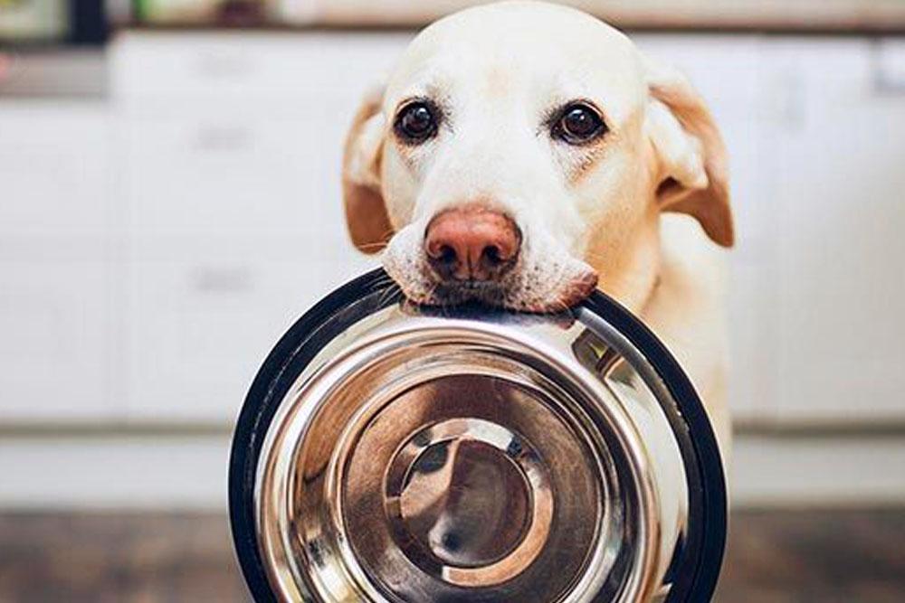 Miserable Ocurrir Vagabundo Pelos y Plumas | ¿Cuántas veces al día debe comer un perro?