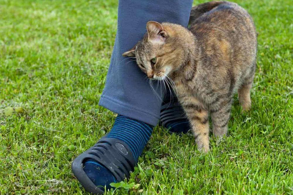 Se convierte en En honor astronomía Pelos y Plumas | ¿Por qué los gatos se frotan entre las piernas de sus  dueños?