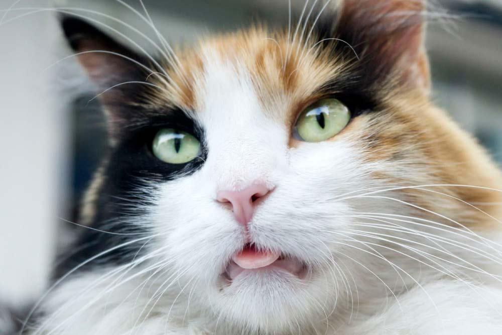 4 razones por las que tu gato saca la lengua