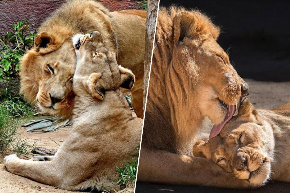 Pelos y Plumas | Leones ancianos son puestos a dormir al mismo tiempo tras  convertirse en almas gemelas