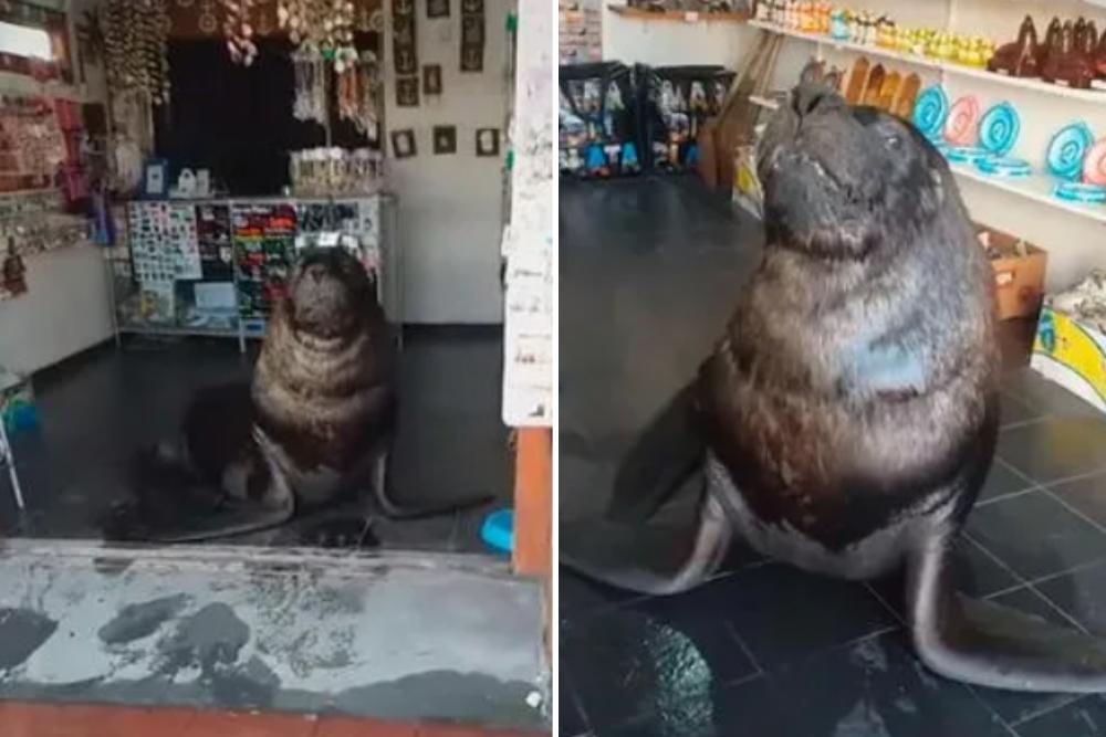 Pelos y Plumas | TikTok viral: Lobo marino ingresa a una tienda y enamora a  todos los clientes