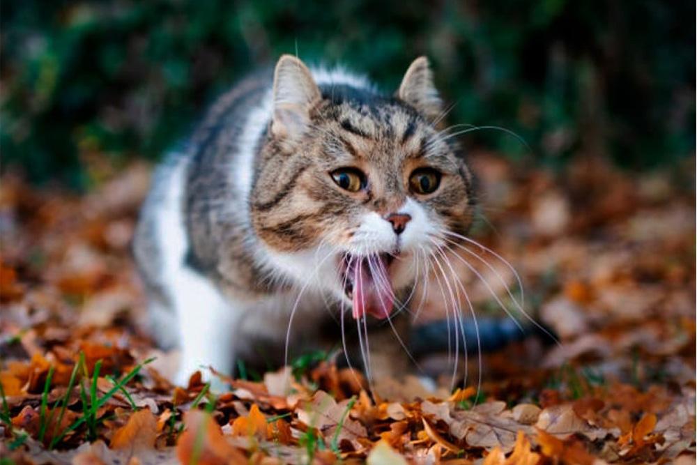 Contra la voluntad Roble impactante Pelos y Plumas | Por qué mi gato vomita espuma: Aprende cómo ayudarlo
