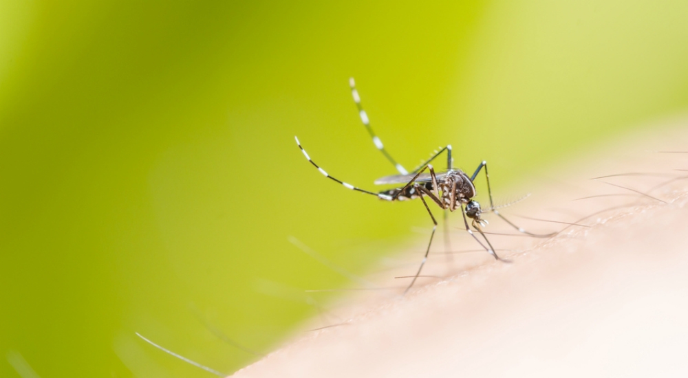 Métodos Caseros Contra Los Mosquitos Y Zancudos