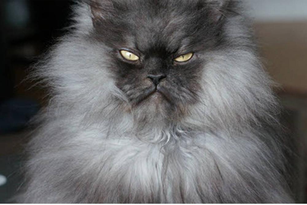 ejemplo foro Bombero Pelos y Plumas | Top de razas de gatos más peludos del mundo que parecen  peluches